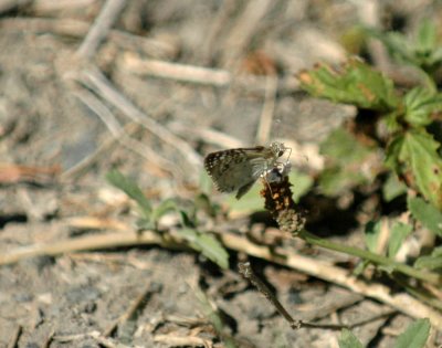 717cooks 118commoncheckeredskipper.jpg