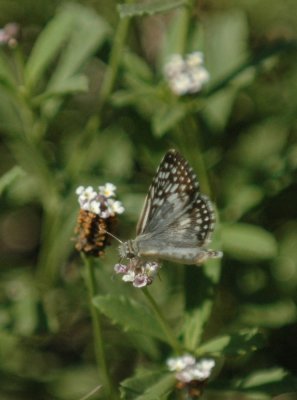 717cooks 120commoncheckeredskipper.jpg