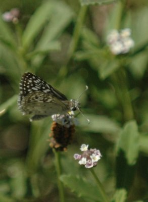 717cooks 121commoncheckeredskipper.jpg
