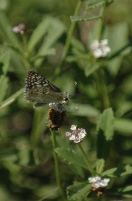 717cooks 122commoncheckeredskipper.jpg
