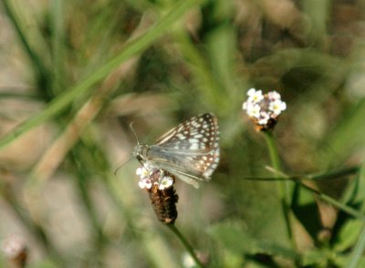 717cooks 123commoncheckeredskipper.jpg