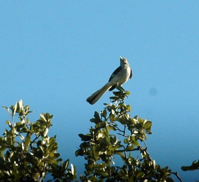 84Cooks 005northernmockingbird.jpg