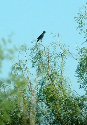 84Cooks 016blueGrosbeak.jpg