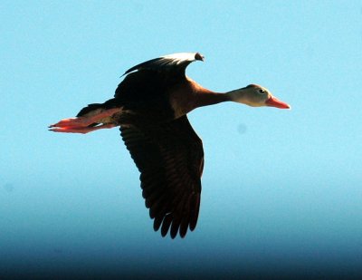 84Cooks 019blackbelliedwhistlingduck.jpg