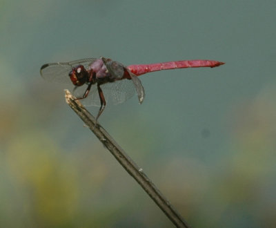 86cooks 014roseateSkimmer.jpg