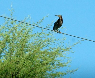 86cooks 017greenHeron.jpg
