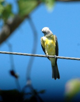 86cooks 027westernKingbird.jpg