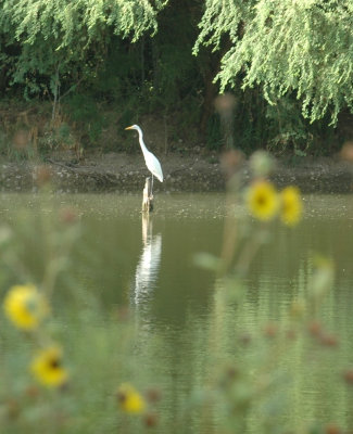 87cooks 032greatEgret.jpg