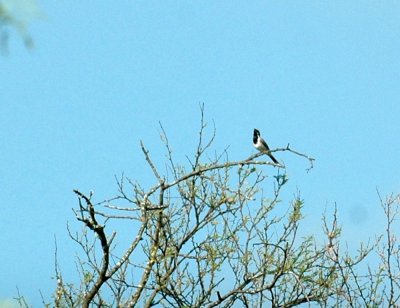 87cooks 092blackthroatedsparrow.jpg