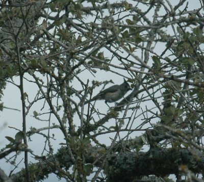 87cooks 097blackcrestedtitmouse.jpg