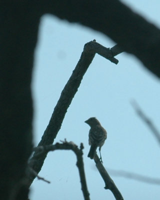 87cooks 107bluegrosbeak.jpg