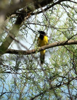 87cooks 116AudubonsOriole.jpg