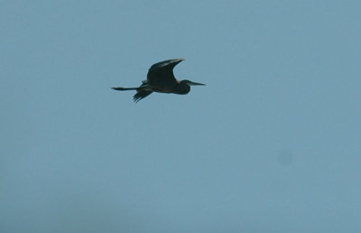 87cooks 118greatBlueHeron.jpg