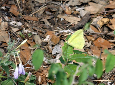 87cooks 124largeOrangeSulphur.jpg