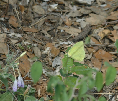 87cooks 125largeOrangeSulphur.jpg