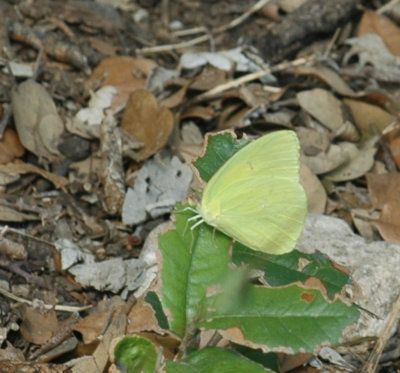 87cooks 127largeOrangeSulphur.jpg