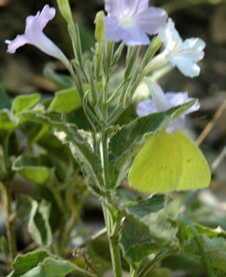 87cooks 142largeorangesulphur.jpg