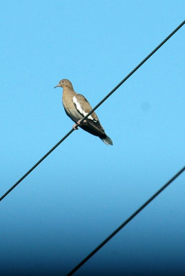 88cooks 289whitewinged.jpg