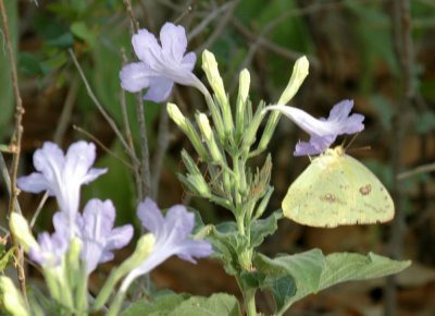 88cooks 379cloudlesssulphur.jpg