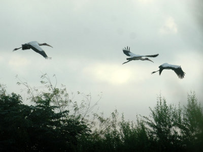 89cooks 018woodstorks.jpg