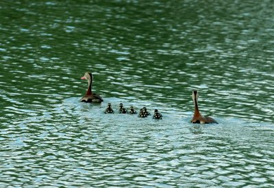 89cooks 015blackbelliedwhistlingducks.jpg