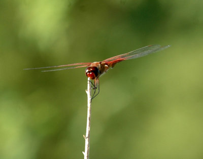 815cooks 008redsaddlebags.jpg