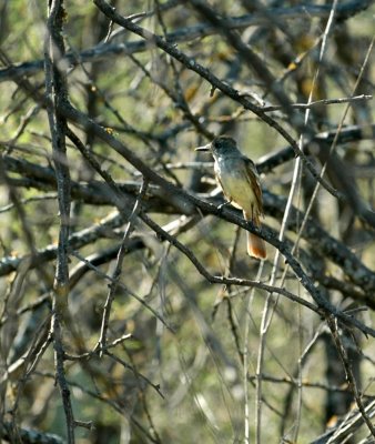 815cooks 088ashthroatedflycatcher.jpg