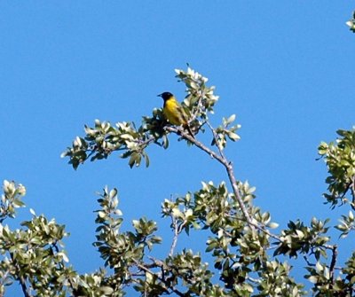 815cooks 137audubonsOrioles.jpg