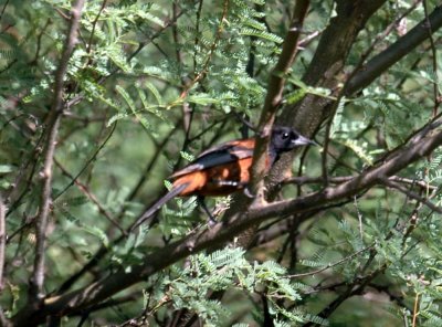 815cooks 140orchardOriole.jpg