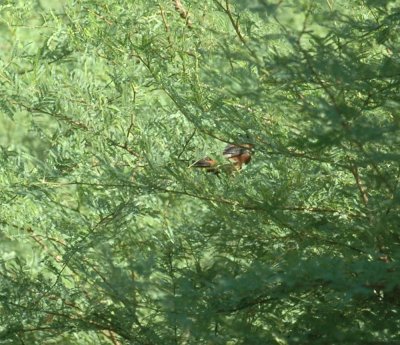 815cooks 141orchardOriole.jpg
