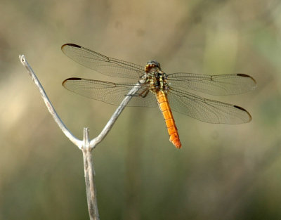 816cooks 040roseateSkimmer.jpg