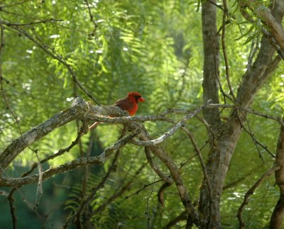 816cooks 052northernCardinal.jpg