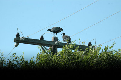 816cooks 063blackvultures.jpg