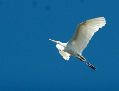 816cooks 099greatEgret.jpg