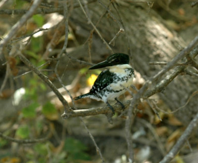 816cooks 105greenkingfisher.jpg
