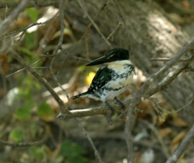 816cooks 106greenkingfisher.jpg