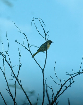 817cooks 042orchardoriole.jpg