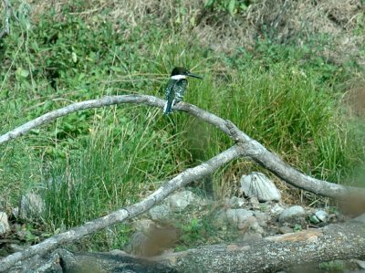 817cooks 076greenKingfisher.jpg