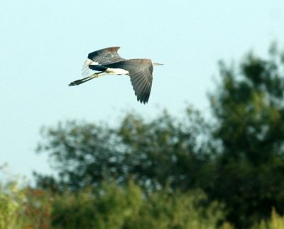 818cooks 006tricoloredheron.jpg