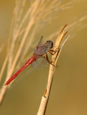 821cooks 165roseateskimmer.jpg