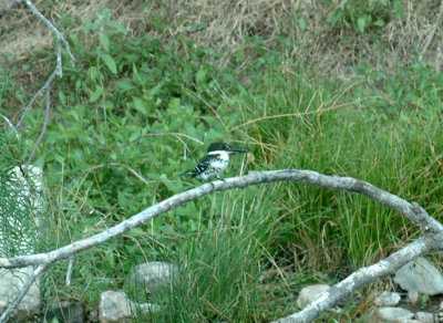 821cooks 199greenkingfisher.jpg