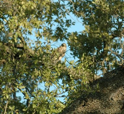 821cooks 215coopershawk.jpg