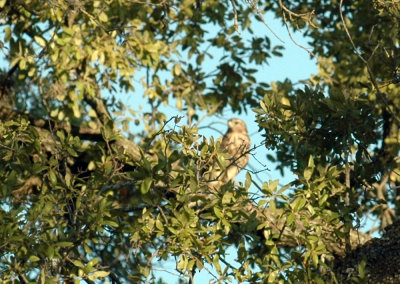 821cooks 217coopershawk.jpg