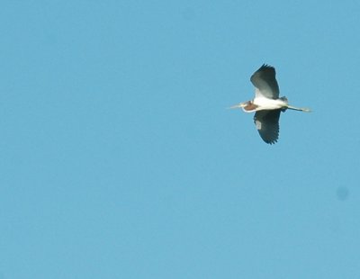 822cooks 026tricoloredheron.jpg