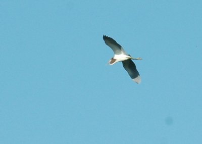 822cooks 027tricoloredheron.jpg
