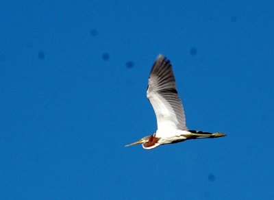 822cooks 029tricoloredheron.jpg