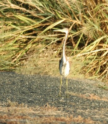 823cooks 006tricoloredHeron.jpg