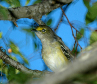 823cooks 070white-eyed Vireo.jpg