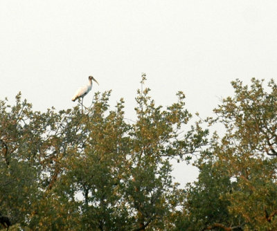 98cooks 006earlymorningWoodStork.jpg