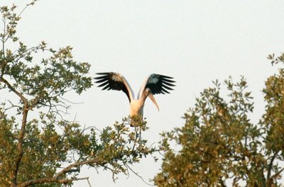 98cooks 011woodstork.jpg